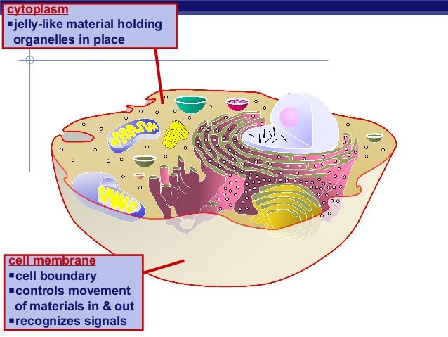 01 cellorganelles2009regents