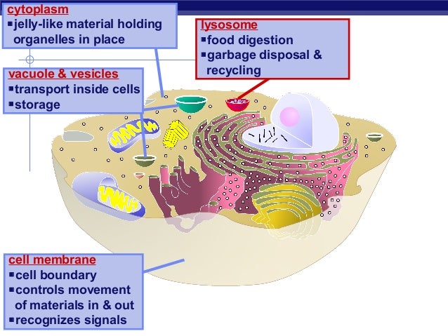 01 cellorganelles2009regents