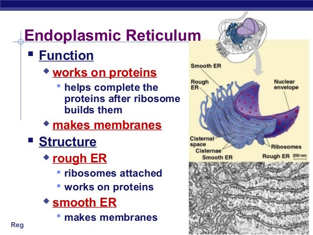 01 cellorganelles2009regents
