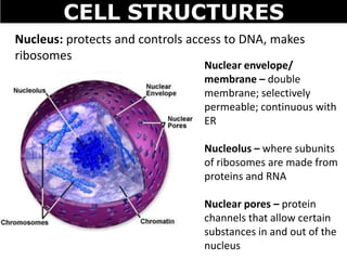 structure that manufactures ribosomes