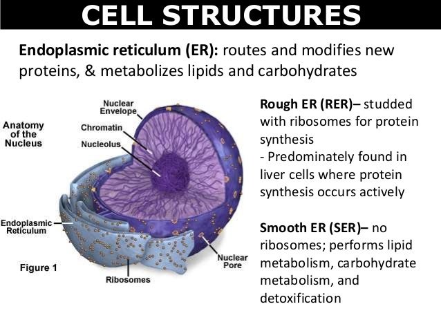 01 cell structures