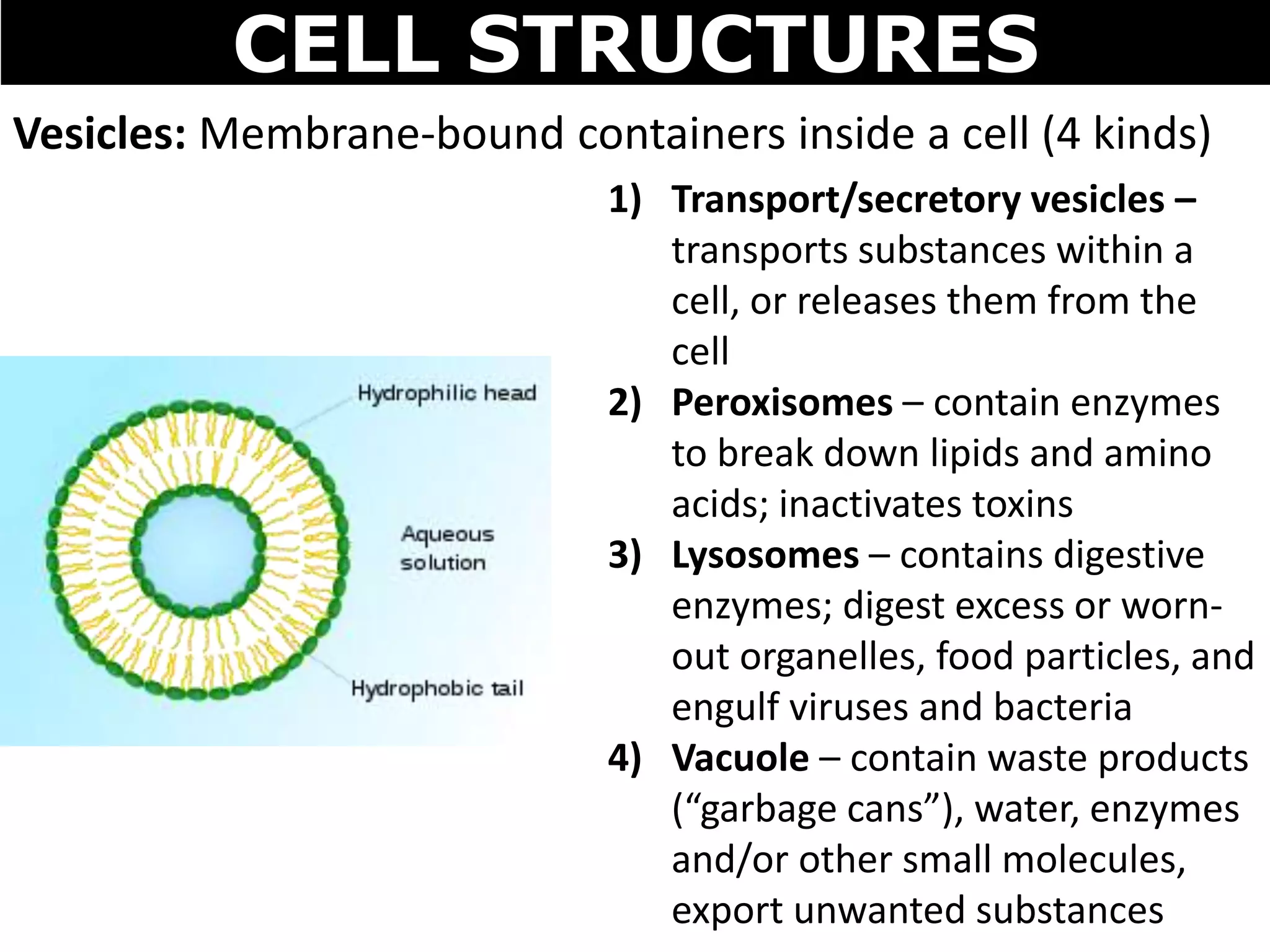 01 cell structures | PPTX