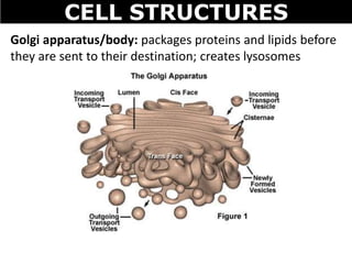 CELL STRUCTURES
Golgi apparatus/body: packages proteins and lipids before
they are sent to their destination; creates lysosomes
 