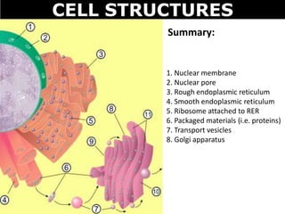 CELL STRUCTURES
1. Nuclear membrane
2. Nuclear pore
3. Rough endoplasmic reticulum
4. Smooth endoplasmic reticulum
5. Ribosome attached to RER
6. Packaged materials (i.e. proteins)
7. Transport vesicles
8. Golgi apparatus
Summary:
 
