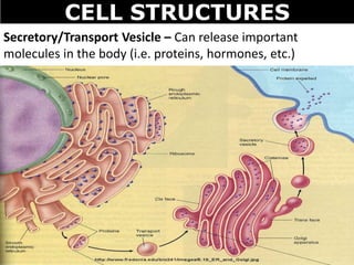 CELL STRUCTURES
Secretory/Transport Vesicle – Can release important
molecules in the body (i.e. proteins, hormones, etc.)
 
