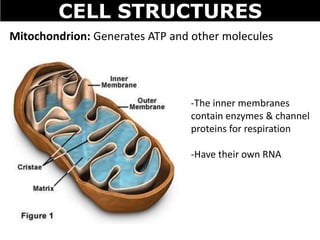 CELL STRUCTURES
Mitochondrion: Generates ATP and other molecules
-The inner membranes
contain enzymes & channel
proteins for respiration
-Have their own RNA
 