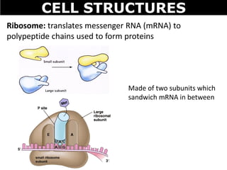 CELL STRUCTURES
Ribosome: translates messenger RNA (mRNA) to
polypeptide chains used to form proteins
Made of two subunits which
sandwich mRNA in between
 