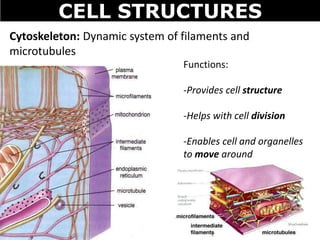 CELL STRUCTURES
Cytoskeleton: Dynamic system of filaments and
microtubules
Functions:
-Provides cell structure
-Helps with cell division
-Enables cell and organelles
to move around
 