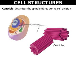 CELL STRUCTURES
Centriole: Organizes the spindle fibres during cell division
 