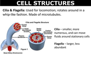 CELL STRUCTURES
Cilia & Flagella: Used for locomotion; rotates around in a
whip-like fashion. Made of microtubules.
Cilia – smaller, more
numerous, and can move
fluids around stationary cells
Flagella – larger, less
abundant
 