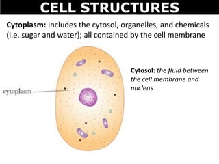 CELL STRUCTURES
Cytoplasm: Includes the cytosol, organelles, and chemicals
(i.e. sugar and water); all contained by the cell membrane
Cytosol: the fluid between
the cell membrane and
nucleus
 