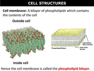 CELL STRUCTURES
Outside cell
Inside cell
Hence the cell membrane is called the phospholipid bilayer.
Cell membrane: A bilayer of phospholipids which contains
the contents of the cell
 
