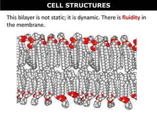 CELL STRUCTURES
This bilayer is not static; it is dynamic. There is fluidity in
the membrane.
 