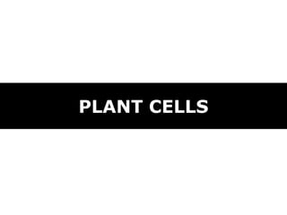PLANT CELLS
 