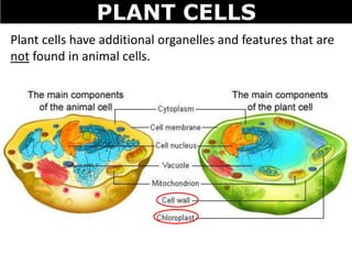 PLANT CELLS
Plant cells have additional organelles and features that are
not found in animal cells.
 