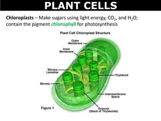 PLANT CELLS
Chloroplasts – Make sugars using light energy, CO2, and H2O;
contain the pigment chlorophyll for photosynthesis
 