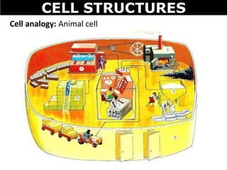 CELL STRUCTURES
Cell analogy: Animal cell
 