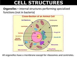 CELL STRUCTURES
Organelles – internal structures performing specialized
functions (not in bacteria)
All organelles have a membrane except for ribosomes and centrioles.
 