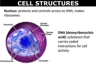 CELL STRUCTURES
Nucleus: protects and controls access to DNA, makes
ribosomes
DNA (deoxyribonucleic
acid): substance that
carries coded
instructions for cell
activity
 