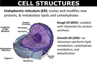 CELL STRUCTURES
Endoplasmic reticulum (ER): routes and modifies new
proteins, & metabolizes lipids and carbohydrates
Rough ER (RER)– studded
with ribosomes for protein
synthesis
Smooth ER (SER)– no
ribosomes; performs lipid
metabolism, carbohydrate
metabolism, and
detoxification
 