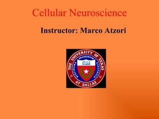 Instructor: Marco Atzori Cellular Neuroscience 