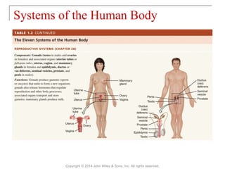01 [chapter 1 an introduction to the human body] | PPT