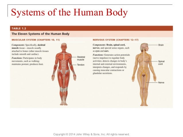 the story of the human body chapter 2 summary