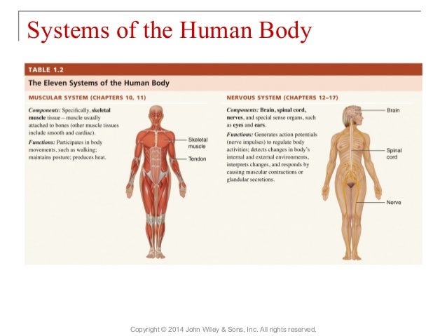 01 [chapter 1 an introduction to the human body]