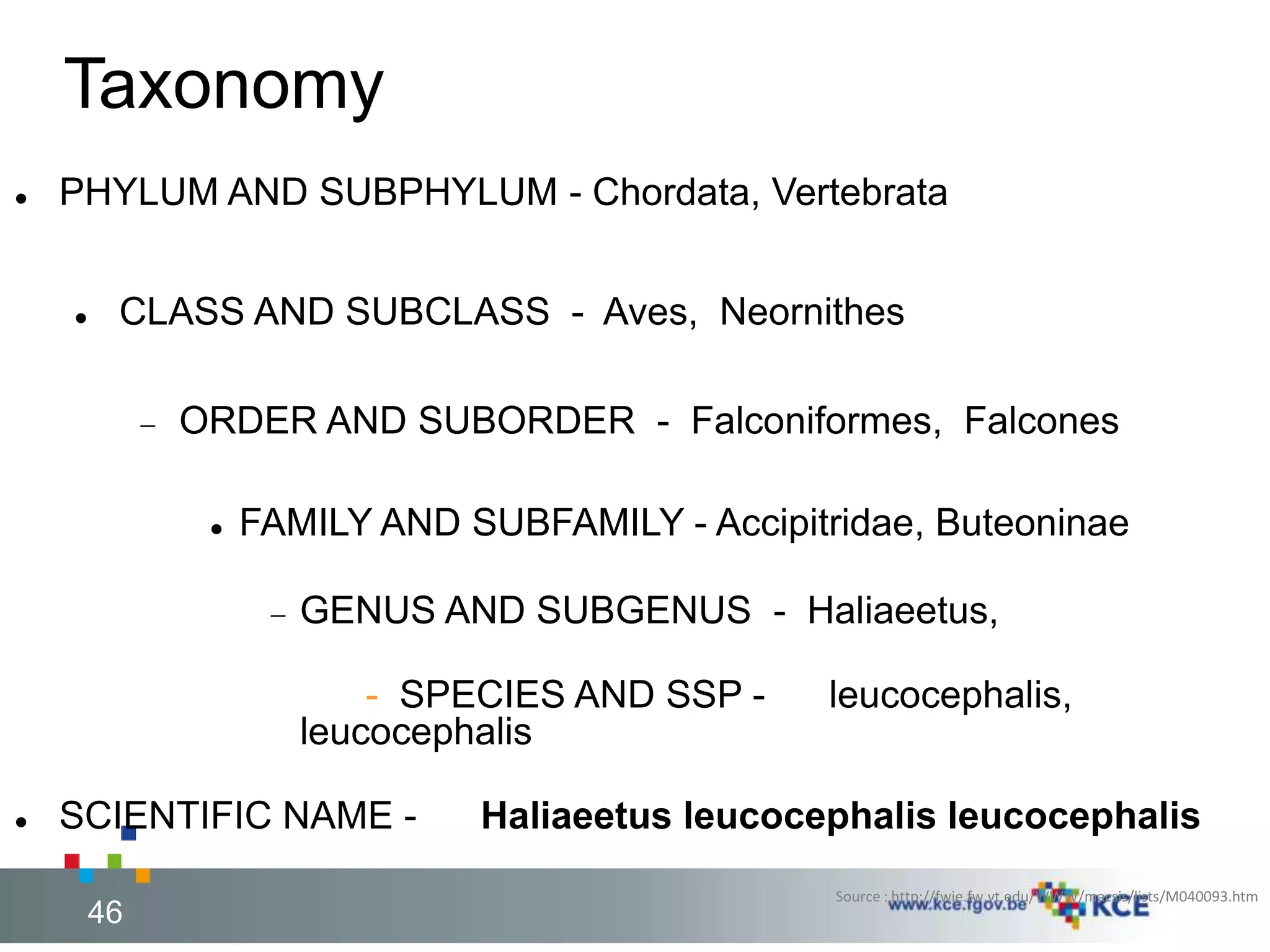 Taxonomy 
 PHYLUM AND SUBPHYLUM - Chordata, Vertebrata 
 CLASS AND SUBCLASS - Aves, Neornithes 
 ORDER AND SUBORDER - Falconiformes, Falcones 
 FAMILY AND SUBFAMILY - Accipitridae, Buteoninae 
 GENUS AND SUBGENUS - Haliaeetus, 
- SPECIES AND SSP - leucocephalis, 
leucocephalis 
 SCIENTIFIC NAME - Haliaeetus leucocephalis leucocephalis 
Source : http://fwie.fw.vt.edu/WWW/macsis/lists/M040093.htm 
46 46 
 