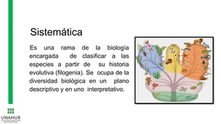 Sistemática
Es una rama de la biología
encargada de clasificar a las
especies a partir de su historia
evolutiva (filogenia). Se ocupa de la
diversidad biológica en un plano
descriptivo y en uno interpretativo.
 