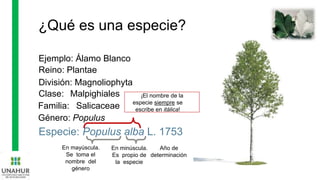 ¿Qué es una especie?
Ejemplo: Álamo Blanco
Reino: Plantae
División: Magnoliophyta
Clase: Malpighiales
Familia: Salicaceae
Género: Populus
Especie: Populus alba L. 1753
En mayúscula.
Se toma el
nombre del
género
En minúscula.
Es propio de
la especie
Año de
determinación
¡El nombre de la
especie siempre se
escribe en itálica!
 