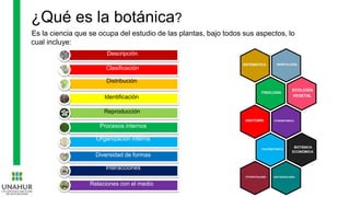 ¿Qué es la botánica?
Es la ciencia que se ocupa del estudio de las plantas, bajo todos sus aspectos, lo
cual incluye:
Descripción
Clasificación
Distribución
Identificación
Reproducción
Procesos internos
Organización interna
Diversidad de formas
Interacciones
Relaciones con el medio
MORFOLOGÍA
SISTEMÁTICA
FISIOLOGÍA
ECOLOGÍA
VEGETAL
ETNOBOTÁNICA
ANATOMÍA
PALEOBOTÁNICA
BOTÁNICA
ECONÓMICA
BIOTECNOLOGÍA
FITOPATOLOGÍA
 