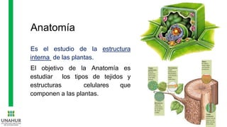Anatomía
Es el estudio de la estructura
interna de las plantas.
El objetivo de la Anatomía es
estudiar los tipos de tejidos y
estructuras celulares que
componen a las plantas.
 