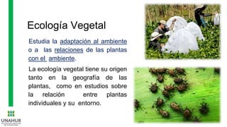 Ecología Vegetal
Estudia la adaptación al ambiente
o a las relaciones de las plantas
con el ambiente.
La ecología vegetal tiene su origen
tanto en la geografía de las
plantas, como en estudios sobre
la relación entre plantas
individuales y su entorno.
 