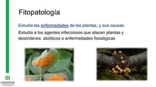 Fitopatología
Estudia las enfermedades de las plantas, y sus causas.
Estudia a los agentes infecciosos que atacan plantas y
desórdenes abióticos o enfermedades fisiológicas
 