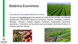 Botánica Económica
Es el estudio de las plantas útiles al ser humano.
Se basa en la domesticación de las plantas (el cultivo de las mismas), y su industria
agropecuaria. Esta ciencia estudia la: taxonomía, filogenia, morfología, anatomía,
fisiología, evolución, ecología vegetal, toxicología, fitogeografía, fitoquímica,
agronomía y horticultura, de las plantas que usa cualquier comunidad humana en
cualquier parte del planeta.
 
