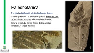 Paleobotánica
Estudia la clasificación de los fósiles de plantas.
Contempla el uso de los restos para la reconstrucción
de ambientes antiguos y la historia de la vida.
Incluye el estudio de los fósiles de las plantas
terrestres, y algas marinas.
 