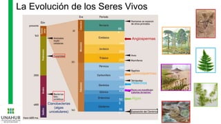 La Evolución de los Seres Vivos
Cianobacterias
(algas
unicelulares)
Algas
50
5
208
245
286
Gimnospermas
360
Helechos
408
438
Angiospermas
144
66.
4
56
0
 