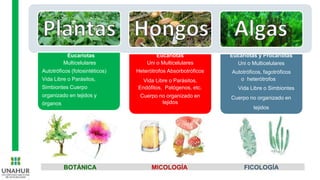 Eucariotas
Multicelulares
Autotróficos (fotosintéticos)
Vida Libre o Parásitos,
Simbiontes Cuerpo
organizado en tejidos y
órganos
Eucariotas
Uni o Multicelulares
Heterótrofos Absorbotróficos
Vida Libre o Parásitos,
Endófitos, Patógenos, etc.
Cuerpo no organizado en
tejidos
Eucariotas y Procariotas
Uni o Multicelulares
Autotróficos, fagotróficos
o heterótrofos
Vida Libre o Simbiontes
Cuerpo no organizado en
tejidos
BOTÁNICA MICOLOGÍA FICOLOGÍA
 