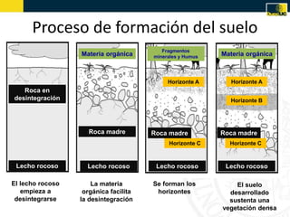 Proceso de formación del suelo
12
El lecho rocoso
empieza a
desintegrarse
La materia
orgánica facilita
la desintegración
Se forman los
horizontes
El suelo
desarrollado
sustenta una
vegetación densa
Lecho rocoso
Roca en
desintegración
Lecho rocoso
Roca madre
Materia orgánica
Lecho rocoso Lecho rocoso
Roca madre
Horizonte C
Horizonte A
Horizonte C
Horizonte A
Horizonte B
Roca madre
Fragmentos
minerales y Humus Materia orgánica
 