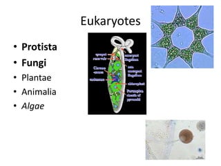 Eukaryotes
• Protista
• Fungi
• Plantae
• Animalia
• Algae
 