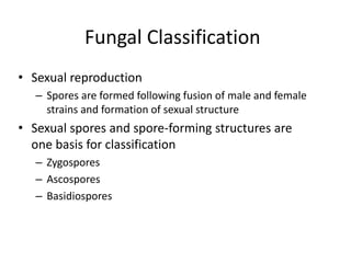 Fungal Classification
• Sexual reproduction
– Spores are formed following fusion of male and female
strains and formation of sexual structure
• Sexual spores and spore-forming structures are
one basis for classification
– Zygospores
– Ascospores
– Basidiospores
 