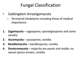 Fungal Classification
• Subkingdom Amastigomycota
– Terrestrial inhabitants including those of medical
importance:
1. Zygomycota – zygospores; sporangiospores and some
conidia
2. Ascomycota – ascospores; conidia
3. Basidiomycota – basidiospores; conidia
4. Deuteromycota – majority are yeasts and molds; no
sexual spores known; conidia
 