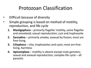 Protozoan Classification
• Difficult because of diversity
• Simple grouping is based on method of motility,
reproduction, and life cycle
1. Mastigophora – primarily flagellar motility, some flagellar
and amoeboid; sexual reproduction; cyst and trophozoite
2. Sarcodina – primarily ameba; asexual by fission; most are
free-living
3. Ciliophora – cilia; trophozoites and cysts; most are free-
living, harmless
4. Apicomplexa – motility is absent except male gametes;
sexual and asexual reproduction; complex life cycle – all
parasitic
 