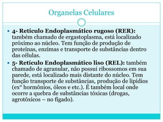 Organelas Celulares
 4- Retículo Endoplasmático rugoso (RER):

também chamado de ergastoplasma, está localizado
próximo ao núcleo. Tem função de produção de
proteínas, enzimas e transporte de substâncias dentro
das células.
 5- Retículo Endoplasmático liso (REL): também
chamado de agranular, não possui ribossomos em sua
parede, está localizado mais distante do núcleo. Tem
função transporte de substâncias, produção de lipídios
(ex° hormônios, óleos e etc.). É também local onde
ocorre a quebra de substâncias tóxicas (drogas,
agrotóxicos – no fígado).

 
