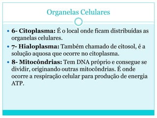 Organelas Celulares
 6- Citoplasma: É o local onde ficam distribuídas as

organelas celulares.
 7- Hialoplasma: Também chamado de citosol, é a
solução aquosa que ocorre no citoplasma.
 8- Mitocôndrias: Tem DNA próprio e consegue se
dividir, originando outras mitocôndrias. É onde
ocorre a respiração celular para produção de energia
ATP.

 
