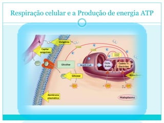 Respiração celular e a Produção de energia ATP

 