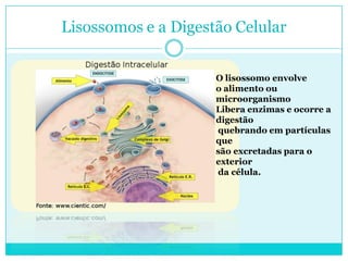 Lisossomos e a Digestão Celular
O lisossomo envolve
o alimento ou
microorganismo
Libera enzimas e ocorre a
digestão
quebrando em partículas
que
são excretadas para o
exterior
da célula.

 
