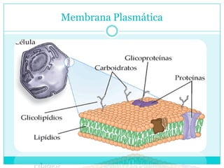 Membrana Plasmática

 