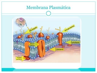 Membrana Plasmática

 